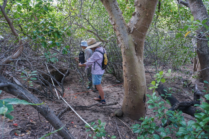 Measuring trees 2m from the transect line.