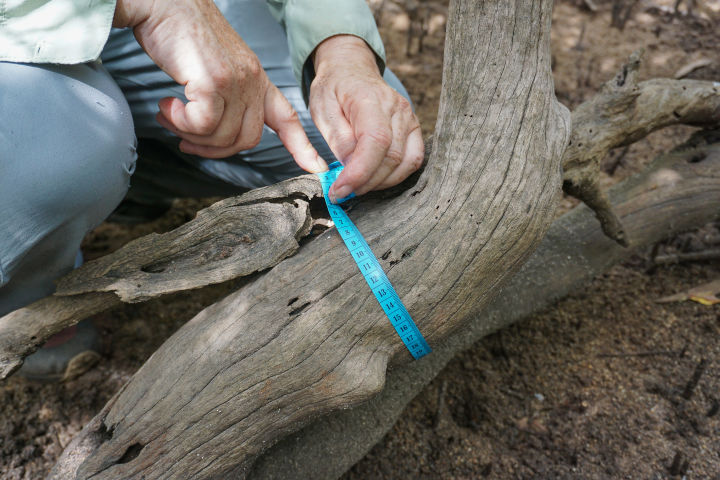 Measuring mangrove growth on Magnetic Island. Credit: Emma Muench