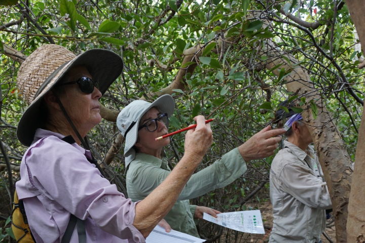 Monitoring mangroves on Magnetic Island. Credit: Emma Muench