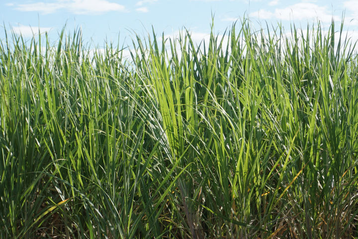 Cane field. Credit: GBRF