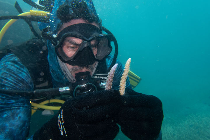 AIMS Researchers harvesting coral fragments for either heat stress tests, genetic analysis, or return to SeaSim for aquaculture research