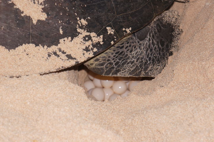 Green turtle females lay around 100 eggs per clutch. 