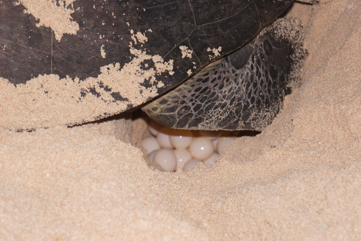 Green turtle females lay around 100 eggs per clutch.