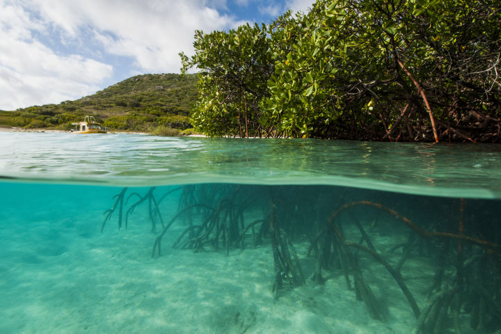 Mangroves are a crucial carbon sink. Credit: Gary Cranitch, Queensland Museum