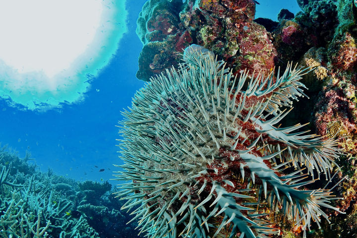 Crown of Thorns Starfish - Great Barrier Reef Foundation - Great ...