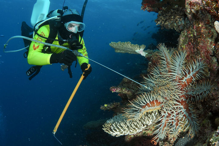 Crown of Thorns Starfish - Great Barrier Reef Foundation - Great ...