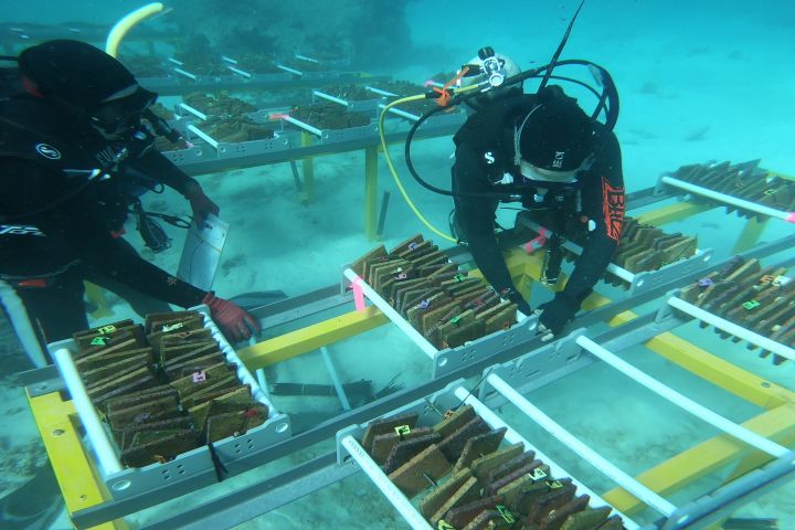 Next generation corals undergo first field tests on the Great Barrier Reef