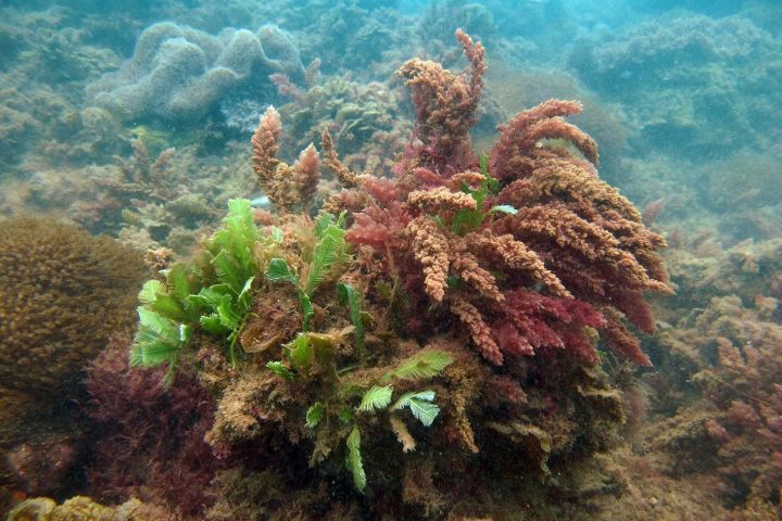 Testing how seaweed biofilters could improve Reef water quality