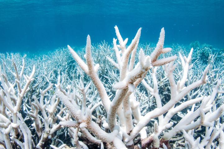 Bleaching Corals Expel Their Zooxanthellae, Revealing a Bright White Skeleton