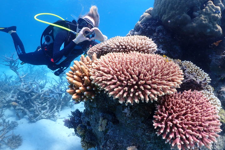 World-first tourism and research partnership fast-tracking Reef recovery