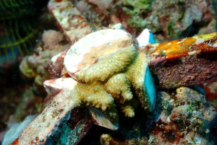 A coral deployment device with new baby coral growth. Credit: AIMS