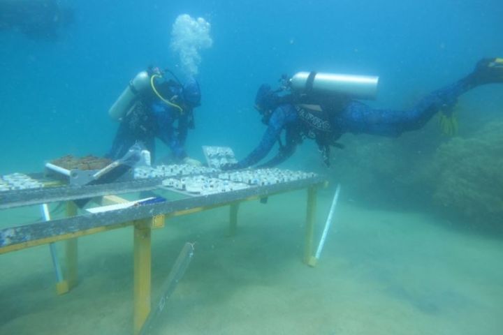 Divers deploying aquaculture-grown corals. Credit: AIMS