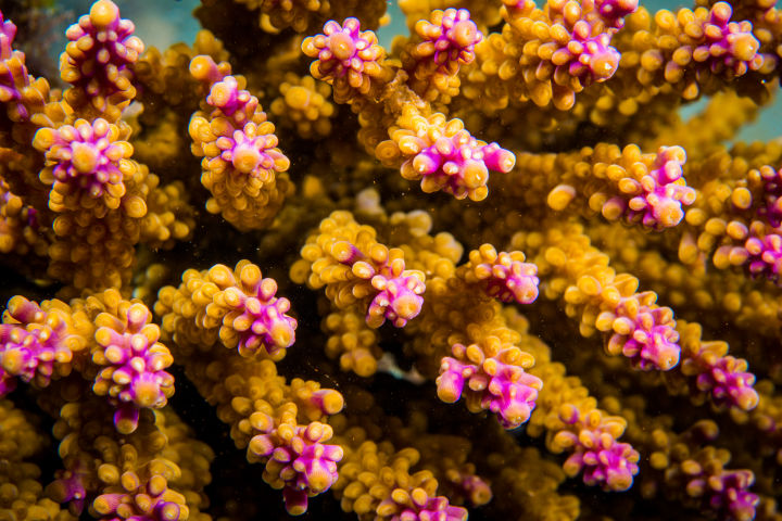 ​Coral sex conceives new growth for the Great Barrier Reef