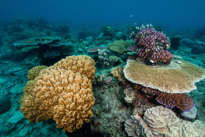 Coral DNA first a giant leap in search for super coral secrets