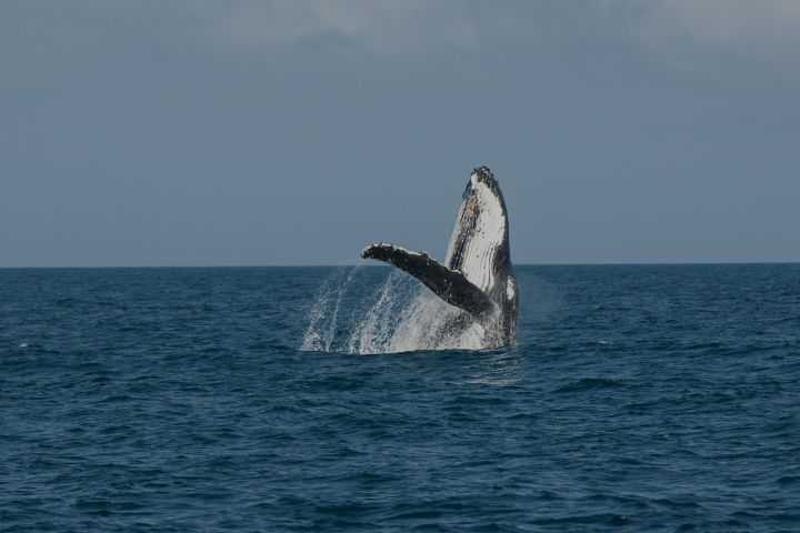 Humpback Whale