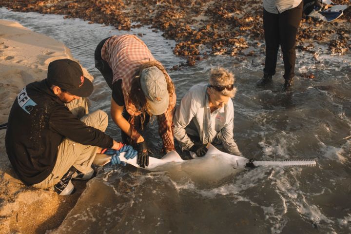 Monitoring sawfish on the Eastern Cape York Peninsula. Credit: Kieran Tunbridge