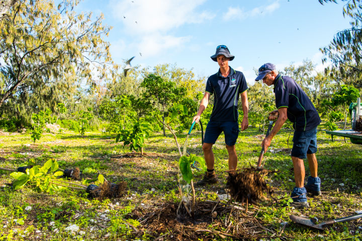 Planting pisonia trees to revegetate Lady Elliot Island. 