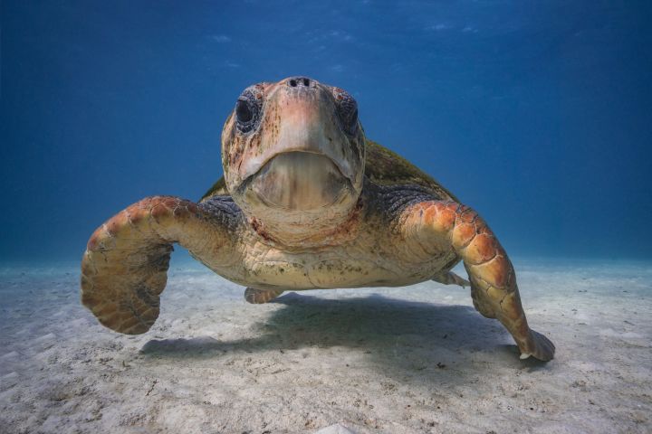 Loggerhead turtle. Credit: Lewis Burnett, Ocean Image Bank.