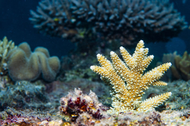 Successfully planted coral fragment. Credit: Peter Harrison.