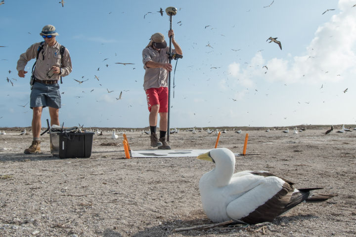 Seabird monitoring on Raine Island. Credit: Gary Cranitch, Queensland Museum