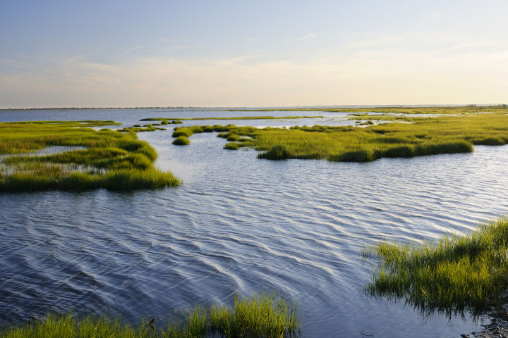 Restoring coastal wetlands