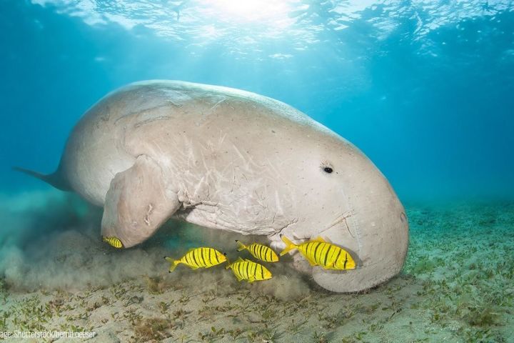 Dugong
