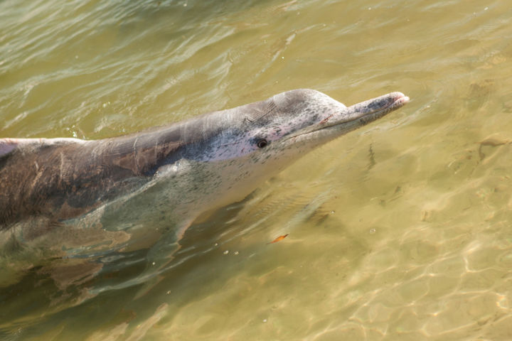 An Australian humpback dolphin.