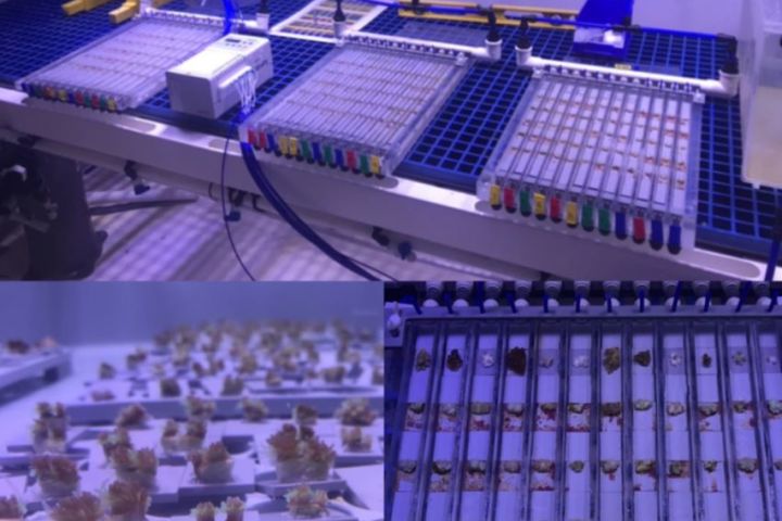 Devices used to test the flow of heat tolerant algae between corals. Credit: AIMS