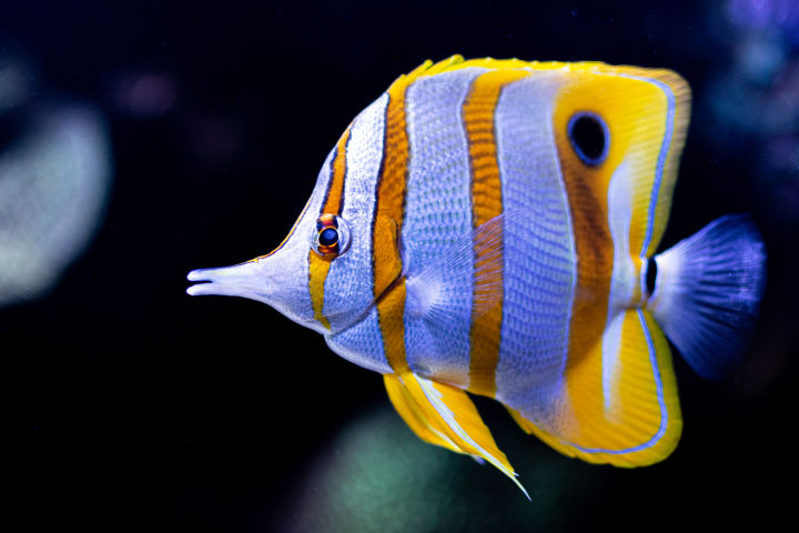 A butterflyfish on the Reef.
