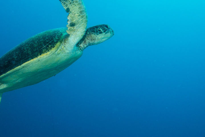 Green Turtle