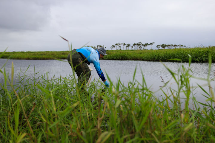 Collecting water samples from wetlands.