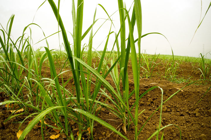 Precision to Decision - Sharpening the focus of nutrient management in the Mulgrave-Russell catchment