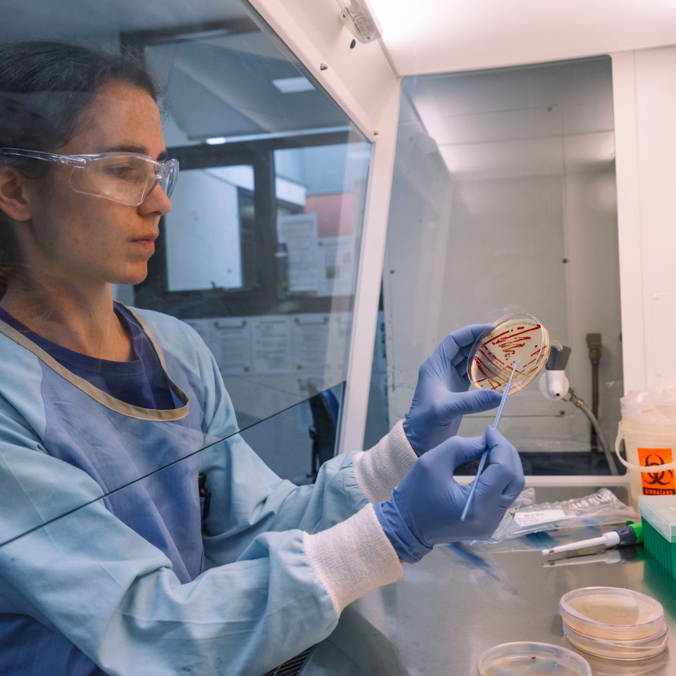 Researchers isolating probiotic candidates from corals, during coral spawning 2021