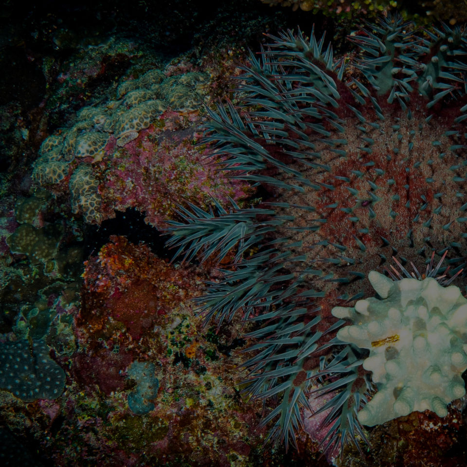 Crown-of-thorns starfish control innovation program