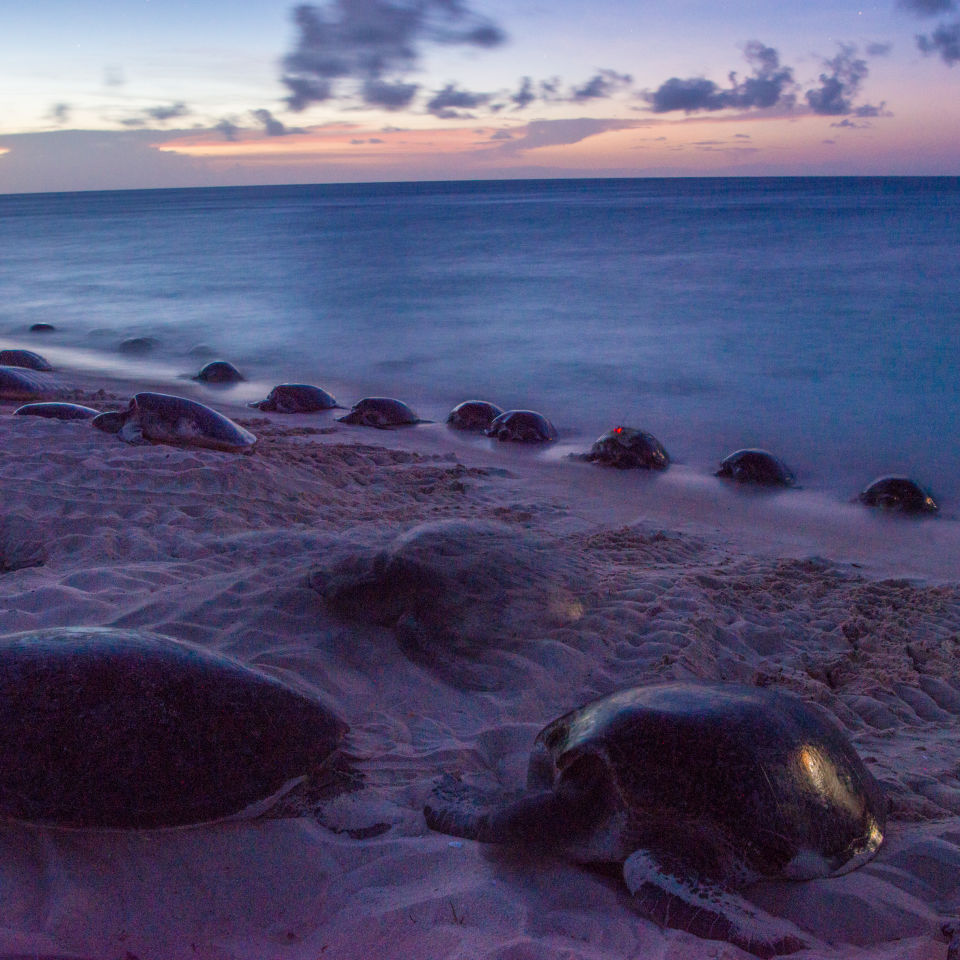 Multiple turtles crawling up the sand to nest on Raine Island. Moulter December 2017.