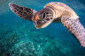 Green turtle: An icon with a story to tell