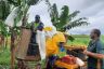 These banana bunches have been tagged by GPS and are now being harvested. They are a part of the innovation project led by Farmacist.