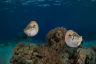 Palauan’s pull together to protect their patch