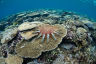 Inside the race to detect crown-of-thorns starfish outbreaks before it’s too late