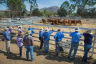 New grazing system builds resilience at White Kangaroo Station 