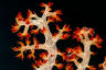 What is the coral microbiome?