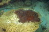 Five fascinating facts about crown-of-thorns starfish  