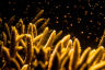 What is coral spawning?