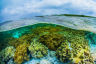 How nature could help save the planet