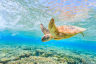 Application Form - 2026 field season grants for Queensland Marine Turtle Network members