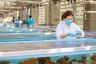 Probiotics proven to boost coral survival