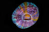 Why do corals glow in the dark?