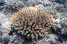 Coral IVF babies breed for first time ever on the Reef