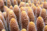 New technologies can help preserve coral reefs