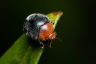 Ladybirds fight off insect infestation 